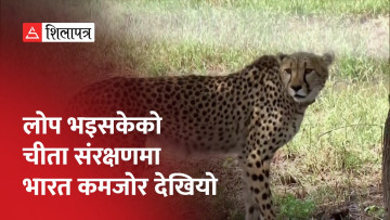 भारतलाई चीता संरक्षणमा झट्का, भर्खरै जन्मिएका तीन शावकसहित ८ चीता मरिसके (भिडियो)