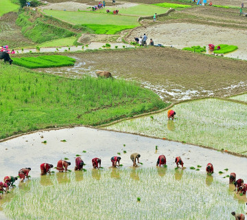 धानमा आत्मनिर्भर हुन ६ लाख मेट्रिक टन उत्पादन बढाउनु पर्ने, कस्तो छ सरकारको तयारी ?