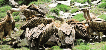 कञ्चनपुरमा  गिद्ध गणना जारी