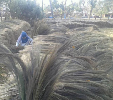 भाउ बढेसँगै बजार पुग्न थाल्यो अम्लिसो