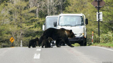 भालु आतंक रोक्न जापानमा सेना परिचालन 