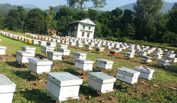 रत्ननगरमा चरन क्षेत्रका मौरीघार बाढीले बगायो, ६० लाख रुपैयाँबराबरकाे क्षति