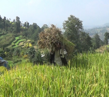 चाइनिज धान लगाएका भक्तपुरका किसान ठगिए, अधिकांश बालामा भुस मात्र