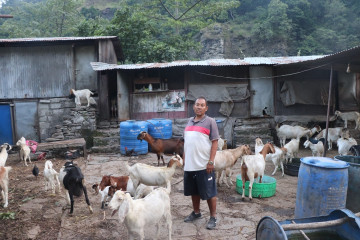 विदेशको पीआर त्यागेर स्वदेशमा बाख्रापालन
