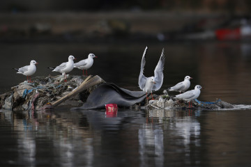 राजधानीको थापाथली क्षेत्रस्थित बागमती नदीमा देखियो दुर्लभ कालोटाउके दंगा चिल (तस्वीरहरू)