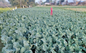 कृषि क्षेत्रमा बजेट बढ्दो, किन घट्याे उत्पादन ?