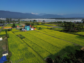 तोरी फुलेर पहेँलपुर चितवन (तस्वीरहरू)