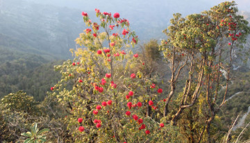 म्याग्दीमा चैतमै निख्रियो लालीगुराँस