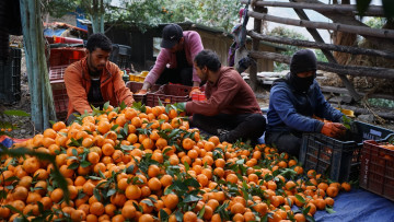 किसानले माघ लागेपछि बल्ल टिप्न थाले सुन्तला