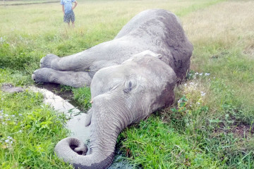 झापामा पोथी हात्ती मृत फेला, स्थानीयले गरे पूजा