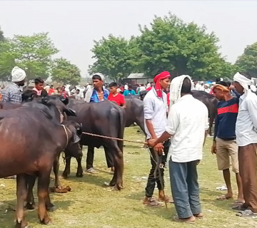 लाेप हुँदै गाेरु, पशु हाटबजारमा पनि भेटिँदैनन्