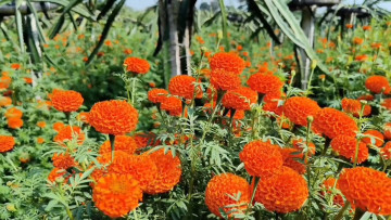 कालीगण्डकीलाई फूलैफूलकाे पालिका बनाउने लक्ष्य, २० लाखकाे फूल निर्यात