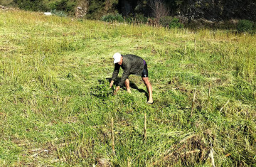 ढोरपाटनमा बेमौसमी वर्षाले फापरखेती नष्ट