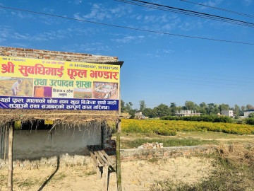 सयपत्री फूलको व्यावसायिक खेतीबाट आम्दानी