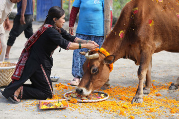 आज गाई र गोरुको पूजा गर्दै यसरी मनाइयो तिहार (तस्वीरहरू)