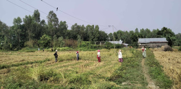 ग्रामथानमा तात्यो उपचुनावको पाराे, धानबारीमा भोट माग्ने चटारो