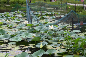 संरक्षणको पर्खाइमा गुँदे ताल (तस्वीरहरू)