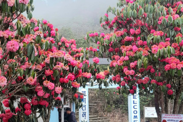 गुराँसै फुल्यो ‘घोरेपानी‘मा