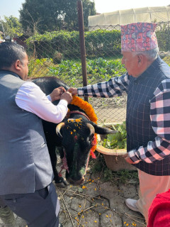 राष्ट्रपति पौडेलले शीतलनिवासमै गरे गाईपूजा