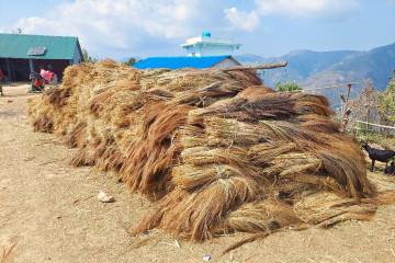 कबुलियत वनमा लगाइएको अम्रिसो बेचेर तीन करोड आम्दानी