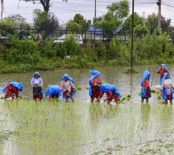 देशभर १७ प्रतिशत मात्र रोपाइँ