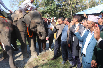 कतार पठाउन लागेका दुई हात्तीको चितवनबाट बिदाइ