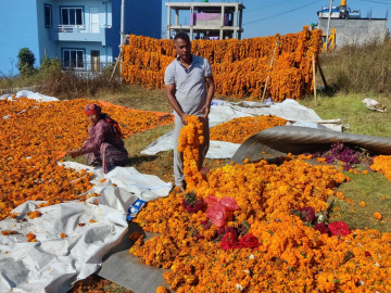 तिहारमा नबिकेका फूल गुर्जो अभियानलाई निःशुल्क