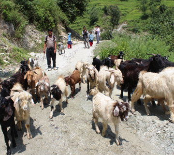 दसैँका लागि हिमालपारिकाे जिल्लाबाट निकालिए १२ हजार भेडा-च्याङ्ग्रा, मूल्य पनि बढ्याे