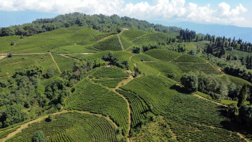 आहा ! इलामको अर्को चिया बगान पानीटार (तस्वीरसहित)