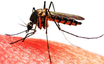 जापानिज इन्सेफ्लाइटिस संक्रमण बढ्दै, देशभर ३१ जनाको मृत्यु