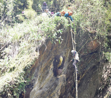 अक्करे भिरमा मह काढ्न ज्यानकै दाउ, आम्दानीले शिक्षकलाई तलब