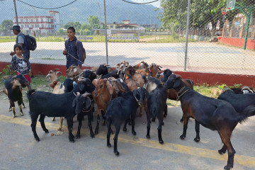 सरकारले आजदेखि खसीबोका बेच्दै, मूल्य कति ?