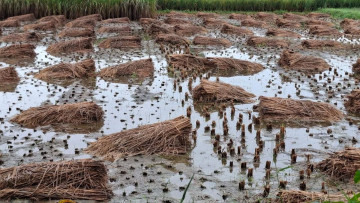 वर्षाले देशभर कृषि र पशुपन्छी क्षेत्रमा तीन अर्ब ५५ करोडको क्षति