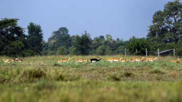 खैरापुरको घाँसे मैदानमा कृष्णसारको चाल (तस्वीरहरू)