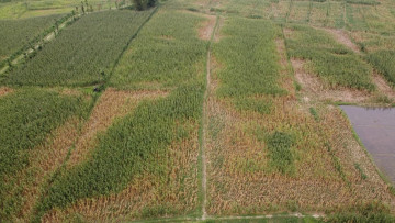 झापामा असिनापानीले डेढ अर्ब रुपैयाँ बराबरको मकै बालीमा क्षति