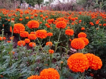 तिहारमा काठमाडौं महानगरभित्र विदेशी फूल बिक्रीवितरणमा प्रतिबन्ध, 'गोदावरी फूल प्रतियोगिता' हुने