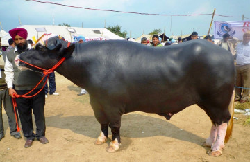 भारतबाट कहिले नेपाल आइपुग्छन् मुर्रा राँगा ?