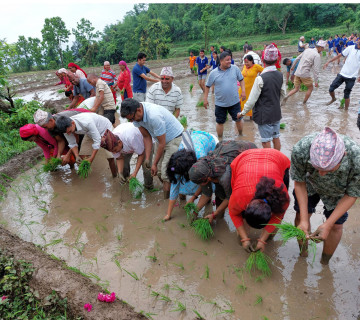 पानी परेपछि दाङका किसान खुसी