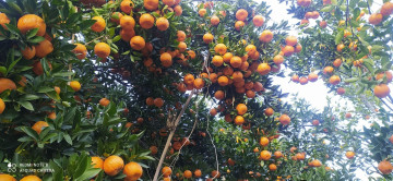 पर्वतबाट ३२ करोडको सुन्तला निर्यात