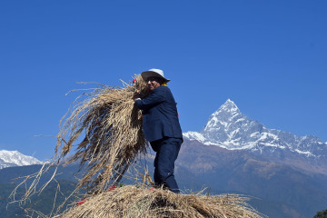 पोखरामा दाइँ महोत्सव (तस्वीरहरू)