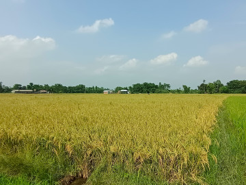 मोरङमा चैते धानको उत्पादन वृद्धि, मूल्यमा गिरावट