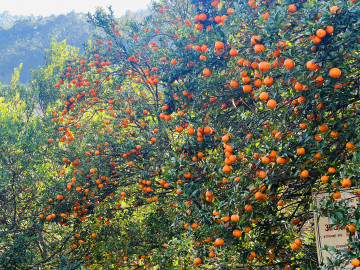 बागलुङका किसान सस्तोमा सुन्तला बेच्न बाध्य