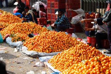 कालीमाटीमा सुन्तला व्यापार (तस्वीरसहित)