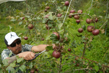 अजिरकोट गाउँपालिकामा पहिलोपटक फल्यो स्याउ (तस्वीरहरू)