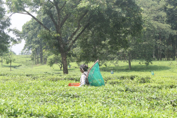 व्यापारिक घरानाको चिया बगानलाई अनुदानको मल दिने सरकारको निर्णय, किसानलाई छैन