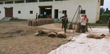 कैलालीमा खाद्य कम्पनीले सुरु गर्‍यो धन खरिद, किसानलाई राहत