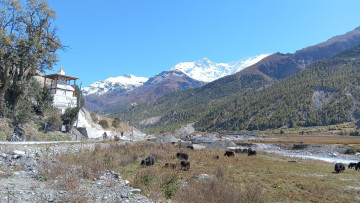 जलवायु परिवर्तनको प्रभावः सङ्कटमा चौँरी खर्क