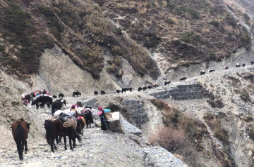 छेकम्पारवासी यार्सागुम्बा संकलन गर्न लेकतिर