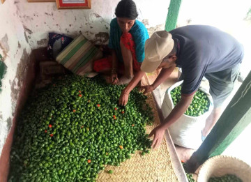 आम्दानीको स्रोत ‘अकबरे’, किसानले कमाउँछन् वार्षिक सात लाख