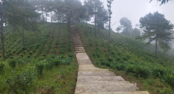 भोजपुरको आमचोकमा १४ सय रोपनीमा चिया खेती